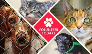Cause Volunteer Image
